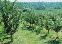 Pettys Orchard