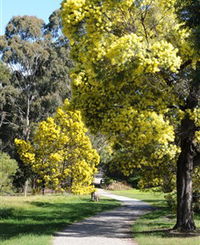 Wattle Park - Attractions Sydney