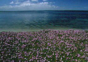 Glomar Beach VIC Whitsundays Tourism