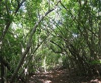 Eucalypt Trail - Accommodation Cooktown