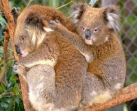 Shoalhaven Zoo - Tourism Guide