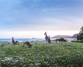 Pebbly Beach NSW Tweed Heads Accommodation