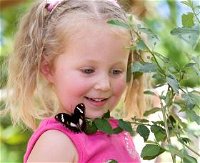 Coffs Harbour Butterfly House - Kingaroy Accommodation