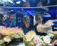 Solitary Islands Aquarium - Accommodation Resorts