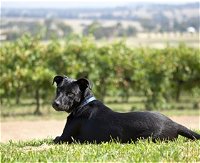 Moothi Estate Vineyard and Cellar Door - Accommodation Redcliffe