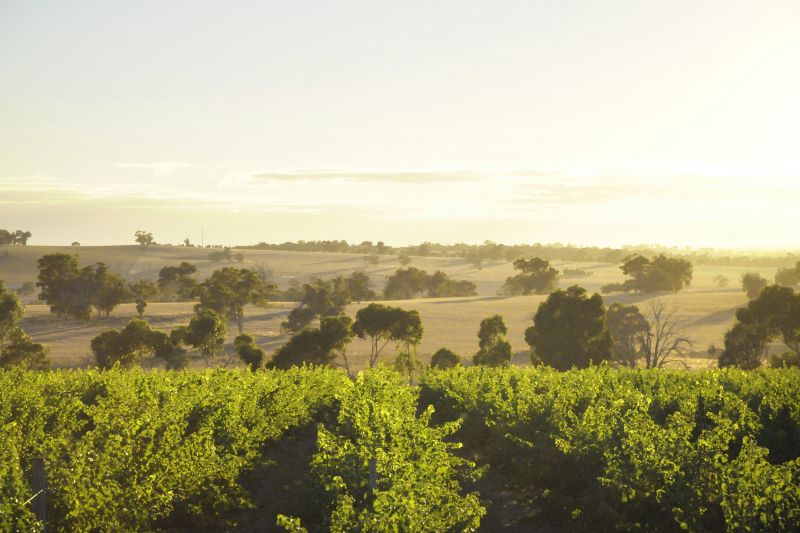 Trevelen Farm Wines - Australia Accommodation