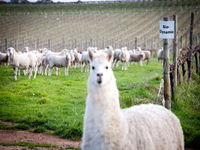 Gemtree Vineyards Cellar Door - Accommodation Great Ocean Road