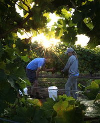 Oakdene Vineyards Restaurant and Cellar Door