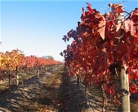Kooyonga Creek Wines - Accommodation Australia