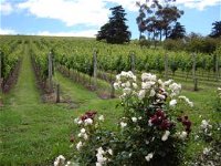 Pembroke Estate Vineyard - Accommodation Tasmania