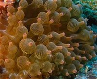 Coral Gardens Dive Site Mooloolaba - Carnarvon Accommodation