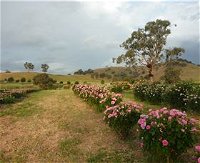 Damasque Rose Oil Farm - Broome Tourism