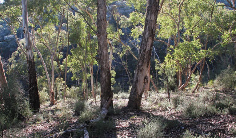 Mount Rankin NSW Broome Tourism