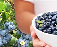 Jolly Berries - QLD Tourism