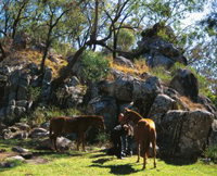 Coomba Falls - QLD Tourism
