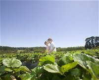 Sunny Ridge Strawberry Farm - QLD Tourism