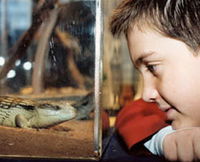 Canberra Reptile Zoo - Tourism TAS