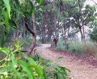 Mount Mutton Walking Trail - Accommodation Noosa
