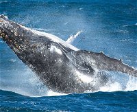 Sydney Whale Watching - Accommodation Port Hedland