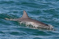 Byron Bay Dolphin Wildlife Tours - Tourism Canberra