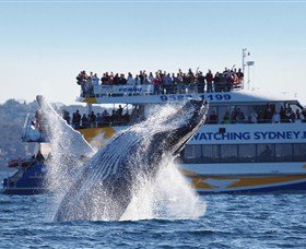 Bass  Flinders Cruises Sydney City
