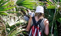 Palm Jungle loop track - QLD Tourism