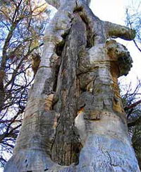 Junction Island Nature Reserve Canoe Tree and Walking Track - Accommodation ACT