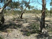 Tintinara Walking Trail - Accommodation Australia