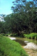 Salvator Rosa Section - Carnarvon National Park - Accommodation in Brisbane