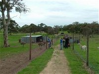 Avenue Emus - ACT Tourism