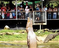 Crocodylus Park - Accommodation Nelson Bay