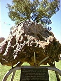 Fossilised Tree - Attractions Melbourne