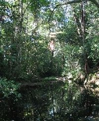 Wabunga Wayemba Charmillan Creek walking track - QLD Tourism