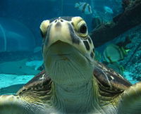 Reef HQ Aquarium - Gold Coast Attractions