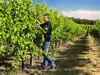 Patrick of Coonawarra - Accommodation Adelaide