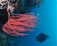 Eddy Reef Dive Site - Yamba Accommodation