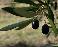 Red Rock Olives - Accommodation NT