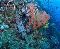 SS Yongala Dive Site - St Kilda Accommodation