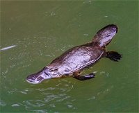 Platypus Viewing at Broken River - QLD Tourism