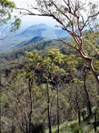 Crediton State Forest - Accommodation Tasmania