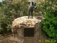 Dingo Statue - Attractions Perth