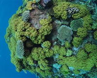 Keeper Reef Dive Site - Gold Coast Attractions