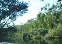 Crawford River Regional Park - SA Accommodation