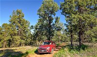 Forest drive - Tourism Canberra