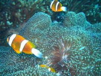 Davies Reef Dive Site - Accommodation NT