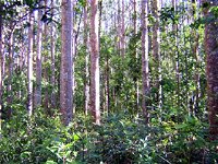 Cathu State Forest - Yamba Accommodation