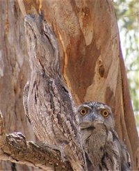Bird Watching - Tourism Canberra