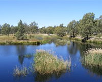 Narrandera Wetlands - Kempsey Accommodation