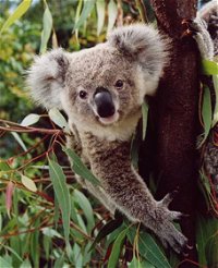 Koala Spotting Regeneration Reserve - QLD Tourism