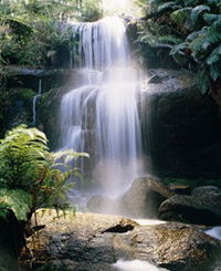 Mount Buangor State Park - Accommodation Coffs Harbour